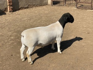 LOT 27 1 X DORPER RAM LEROY PHILLIPS DORPERS KUDDE/FLOCK