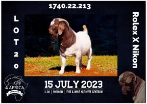 1X BOER GOAT STUD BUCK MILAMIEK BOERBOKSTOET