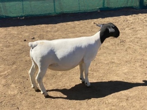 LOT 103 1 X DORPER OOI/EWE LEROY PHILLIPS DORPERS T5