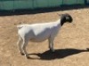 LOT 103 1 X DORPER OOI/EWE LEROY PHILLIPS DORPERS T5