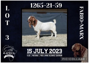 1X BOER GOAT STUD BUCK BIETJIE BERG BOERBOK STOET