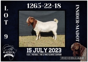 1X BOER GOAT STUD BUCK BIETJIE BERG BOERBOK STOET