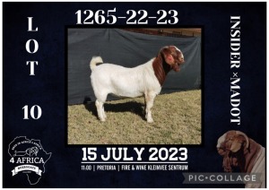 1X BOER GOAT STUD BUCK BIETJIE BERG BOERBOK STOET