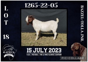 1X BOER GOAT FLOCK BUCK BIETJIE BERG BOERBOK STOET