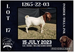 1X BOER GOAT FLOCK BUCK BIETJIE BERG BOERBOK STOET