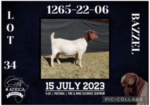 1X BOER GOAT STUD DOE BIETJIE BERG BOERBOK STOET