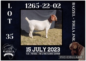 1X BOER GOAT STUD DOE BIETJIE BERG BOERBOK STOET