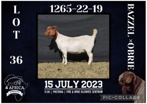 1X BOER GOAT FLOCK DOE BIETJIE BERG BOERBOK STOET