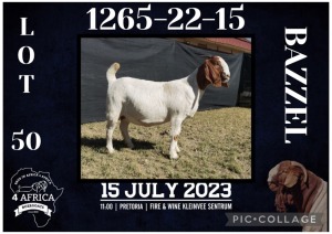 1X BOER GOAT FLOCK DOE BIETJIE BERG BOERBOK STOET