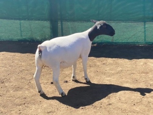 LOT 104 1 X DORPER OOI/EWE LEROY PHILLIPS DORPERS T5
