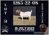 1X BOER GOAT FLOCK DOE BIETJIE BERG BOERBOK STOET