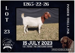 1X BOER GOAT STUD DOE BIETJIE BERG BOERBOK STOET