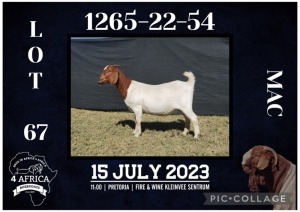 1X BOER GOAT FLOCK DOE BIETJIE BERG BOERBOK STOET