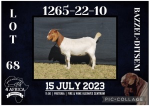 1X BOER GOAT STUD DOE BIETJIE BERG BOERBOK STOET