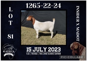 1X BOER GOAT STUD DOE BIETJIE BERG BOERBOK STOET