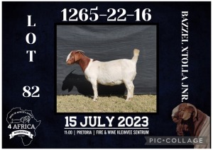 1X BOER GOAT FLOCK DOE BIETJIE BERG BOERBOK STOET