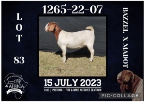 1X BOER GOAT FLOCK DOE BIETJIE BERG BOERBOK STOET