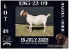 1X BOER GOAT FLOCK DOE BIETJIE BERG BOERBOK STOET