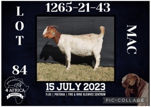 1X BOER GOAT STUD DOE BIETJIE BERG BOERBOK STOET