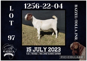 1X BOER GOAT FLOCK DOE BIETJIE BERG BOERBOK STOET