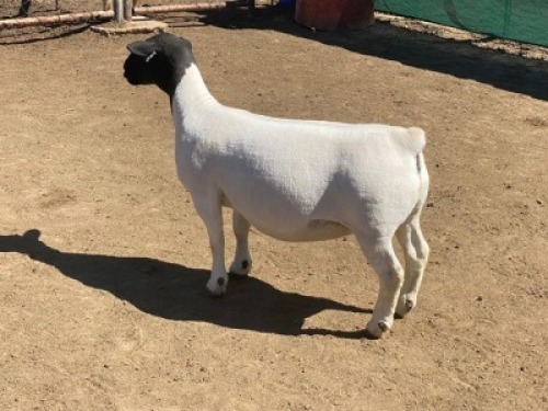 LOT 105 1 X DORPER OOI/EWE LEROY PHILLIPS DORPERS T5