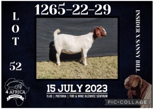 1X BOER GOAT STUD DOE BIETJIE BERG BOERBOK STOET