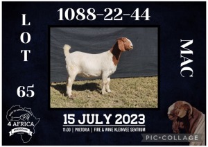 1X BOER GOAT STUD DOE BIETJIE BERG BOERBOK STOET