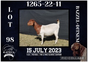 1X BOER GOAT FLOCK DOE BIETJIE BERG BOERBOK STOET