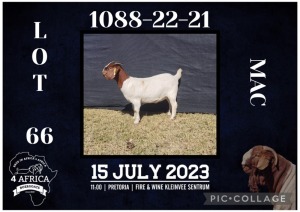 1X BOER GOAT FLOCK DOE BIETJIE BERG BOERBOK STOET