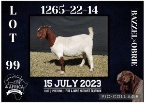 1X BOER GOAT FLOCK DOE BIETJIE BERG BOERBOK STOET