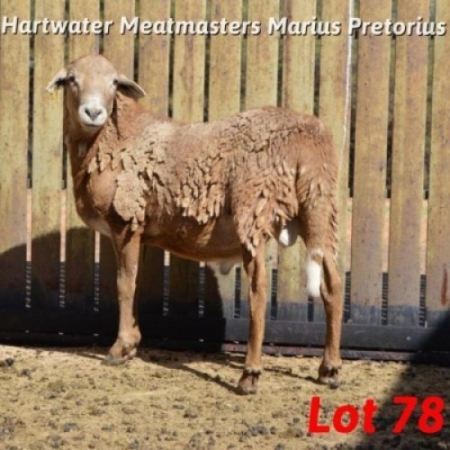 1X MEATMASTER RAM MARIUS PRETORIUS