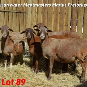 4X MEATMASTER EWE MARIUS PRETORIUS (Pay per Animal)