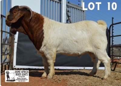 1X BOER GOAT FLOCK BUCK DOME AFRICA BOERGOAT STUD