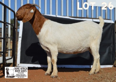 1X BOER GOAT Pregnant STUD DOE DOME AFRICA BOERGOAT STUD