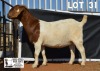 1X BOER GOAT Pregnant STUD DOE DOME AFRICA BOERGOAT STUD