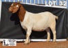 1X BOER GOAT Pregnant STUD DOE DOME AFRICA BOERGOAT STUD