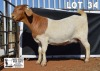 1X BOER GOAT Pregnant FLOCK DOE DOME AFRICA BOERGOAT STUD