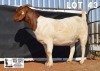 1X BOER GOAT Pregnant FLOCK DOE DOME AFRICA BOERGOAT STUD