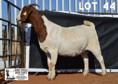 1X BOER GOAT Pregnant FLOCK DOE DOME AFRICA BOERGOAT STUD