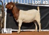 1X BOER GOAT FLOCK DOE DOME AFRICA BOERGOAT STUD