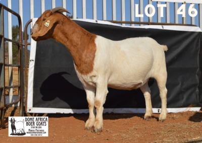 1X BOER GOAT Pregnant FLOCK DOE DOME AFRICA BOERGOAT STUD