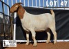 1X BOER GOAT STUD DOE DOME AFRICA BOERGOAT STUD