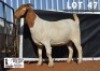 1X BOER GOAT STUD DOE DOME AFRICA BOERGOAT STUD