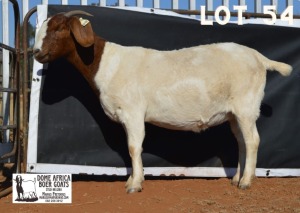 1X BOER GOAT Pregnant FLOCK DOE DOME AFRICA BOERGOAT STUD