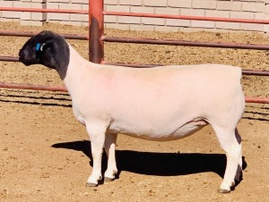 LOT 112 1 X DORPER OOI/EWE KOWIE DE WITT DORPERS T5