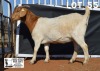 1X BOER GOAT Pregnant STUD DOE DOME AFRICA BOERGOAT STUD