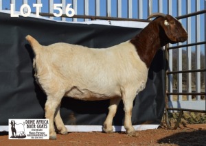 1X BOER GOAT Pregnant FLOCK DOE DOME AFRICA BOERGOAT STUD