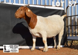 1X BOER GOAT Pregnant STUD DOE DOME AFRICA BOERGOAT STUD