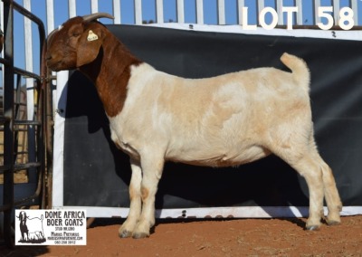 1X BOER GOAT STUD DOE DOME AFRICA BOERGOAT STUD