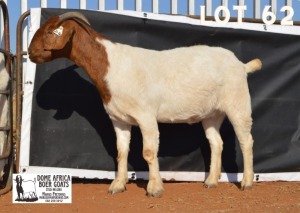 1X BOER GOAT FLOCK DOE DOME AFRICA BOERGOAT STUD